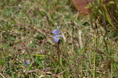 Lindernia antipoda
